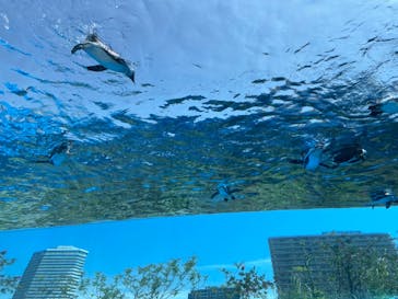 サンシャイン水族館に投稿された画像（2023/5/11）