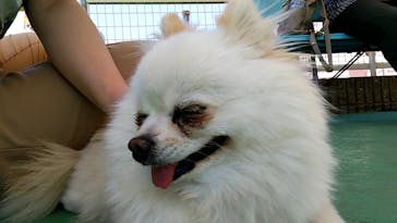 IPCわんわん動物園に投稿された画像（2023/5/11）