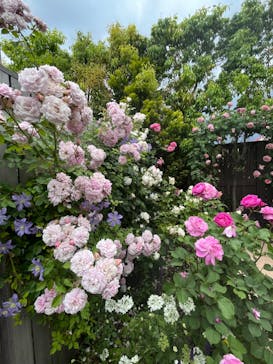 横浜イングリッシュガーデンに投稿された画像（2023/5/11）