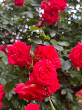 横浜イングリッシュガーデンに投稿された画像（2023/5/11）