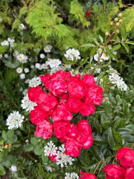 横浜イングリッシュガーデンに投稿された画像（2023/5/11）