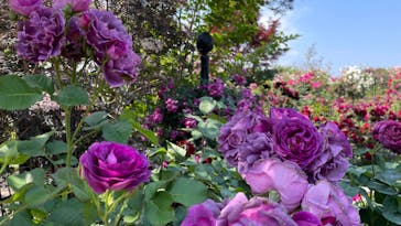 横浜イングリッシュガーデンに投稿された画像（2023/5/11）