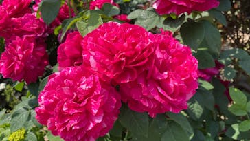 横浜イングリッシュガーデンに投稿された画像（2023/5/11）