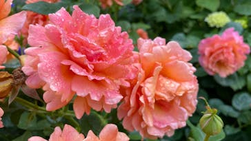 横浜イングリッシュガーデンに投稿された画像（2023/5/11）