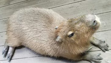 カワスイ 川崎⽔族館に投稿された画像（2023/5/11）