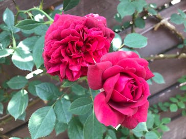 横浜イングリッシュガーデンに投稿された画像（2023/5/11）