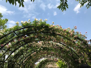 横浜イングリッシュガーデンに投稿された画像（2023/5/11）