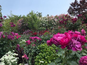 横浜イングリッシュガーデンに投稿された画像（2023/5/11）