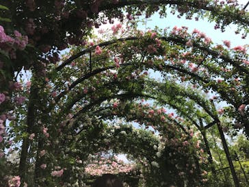 横浜イングリッシュガーデンに投稿された画像（2023/5/11）