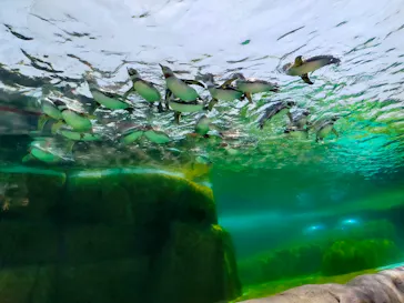 天王寺動物園に投稿された画像（2023/5/11）