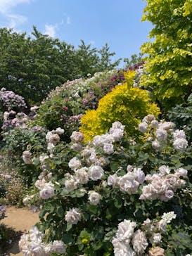 横浜イングリッシュガーデンに投稿された画像（2023/5/11）