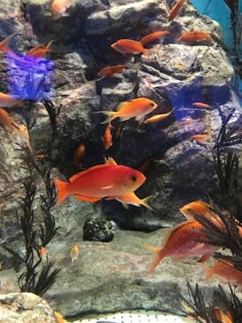 しながわ水族館に投稿された画像（2023/5/11）