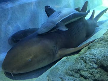しながわ水族館に投稿された画像（2023/5/11）