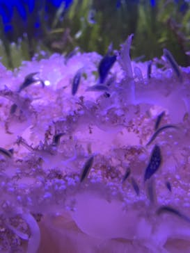 しながわ水族館に投稿された画像（2023/5/11）