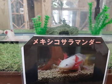 しろとり動物園に投稿された画像（2023/5/11）