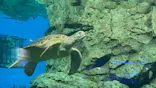 名古屋港水族館に投稿された画像（2023/5/11）