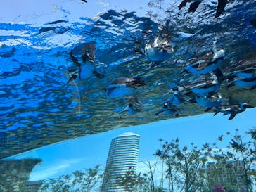 サンシャイン水族館に投稿された画像（2023/5/11）