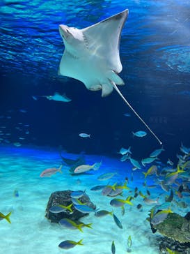 サンシャイン水族館に投稿された画像（2023/5/11）