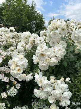 横浜イングリッシュガーデンに投稿された画像（2023/5/12）