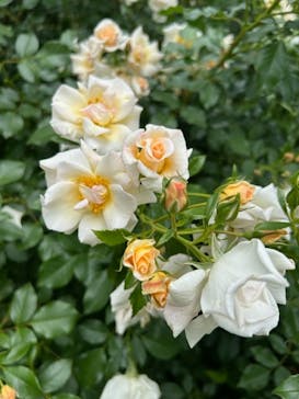 横浜イングリッシュガーデンに投稿された画像（2023/5/12）