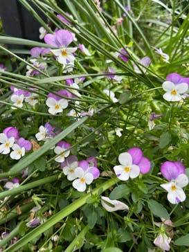 横浜イングリッシュガーデンに投稿された画像（2023/5/12）