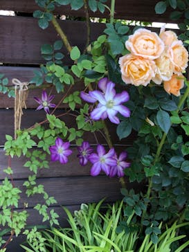 横浜イングリッシュガーデンに投稿された画像（2023/5/12）