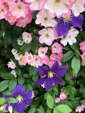 横浜イングリッシュガーデンに投稿された画像（2023/5/12）