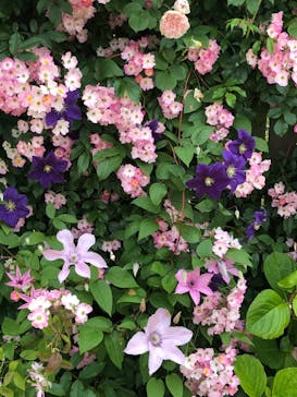 横浜イングリッシュガーデンに投稿された画像（2023/5/12）