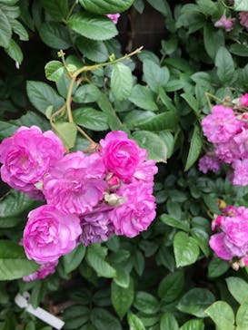 横浜イングリッシュガーデンに投稿された画像（2023/5/12）