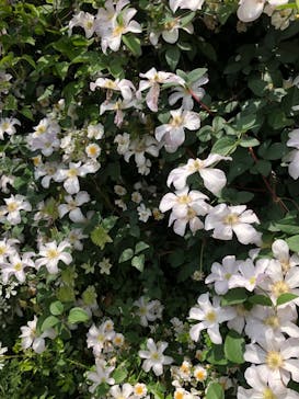 横浜イングリッシュガーデンに投稿された画像（2023/5/12）