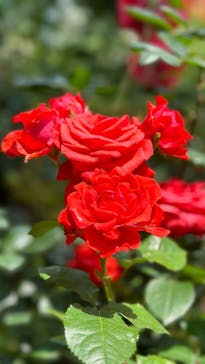 横浜イングリッシュガーデンに投稿された画像（2023/5/12）