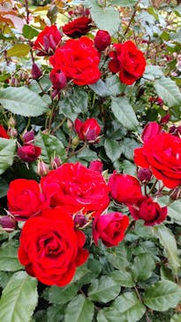 京成バラ園に投稿された画像（2023/5/12）