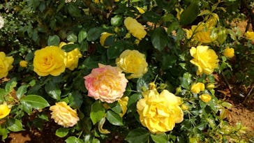 京成バラ園に投稿された画像（2023/5/12）