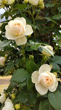 京成バラ園に投稿された画像（2023/5/12）