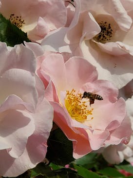 横浜イングリッシュガーデンに投稿された画像（2023/5/12）