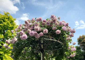 横浜イングリッシュガーデンに投稿された画像（2023/5/12）