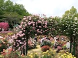 京成バラ園に投稿された画像（2023/5/12）