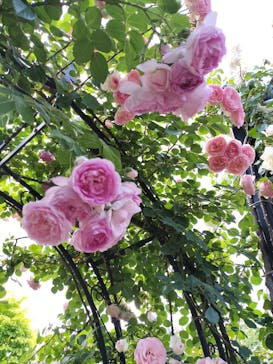 横浜イングリッシュガーデンに投稿された画像（2023/5/12）