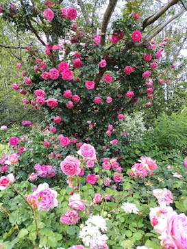 横浜イングリッシュガーデンに投稿された画像（2023/5/12）