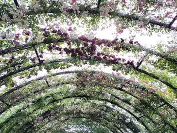 横浜イングリッシュガーデンに投稿された画像（2023/5/12）