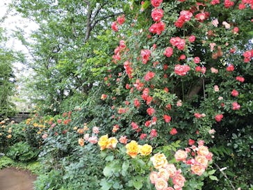 横浜イングリッシュガーデンに投稿された画像（2023/5/12）