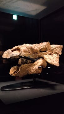 特別展「恐竜博2023」に投稿された画像（2023/5/12）