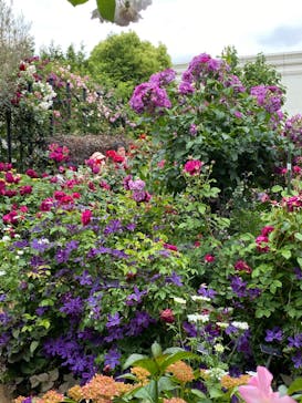 横浜イングリッシュガーデンに投稿された画像（2023/5/12）