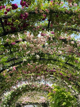 横浜イングリッシュガーデンに投稿された画像（2023/5/12）