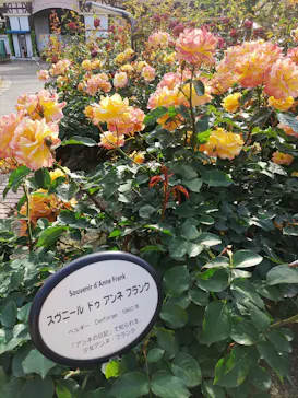 ひらかたパークに投稿された画像（2023/5/12）