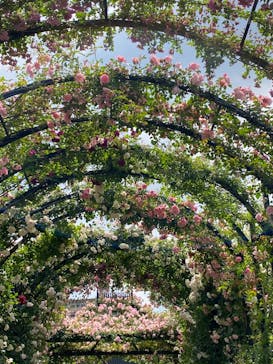 横浜イングリッシュガーデンに投稿された画像（2023/5/12）