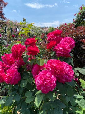 横浜イングリッシュガーデンに投稿された画像（2023/5/12）