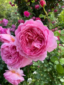 横浜イングリッシュガーデンに投稿された画像（2023/5/12）