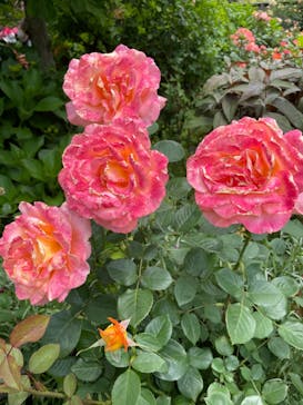 横浜イングリッシュガーデンに投稿された画像（2023/5/12）