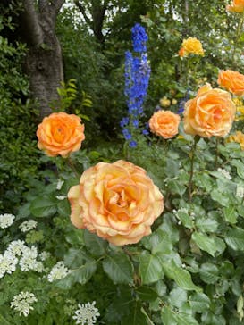 横浜イングリッシュガーデンに投稿された画像（2023/5/12）